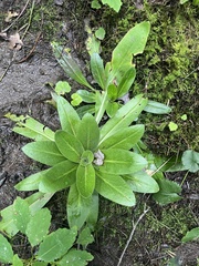 Micranthes pensylvanica, photograph author not stated, no rights reserved