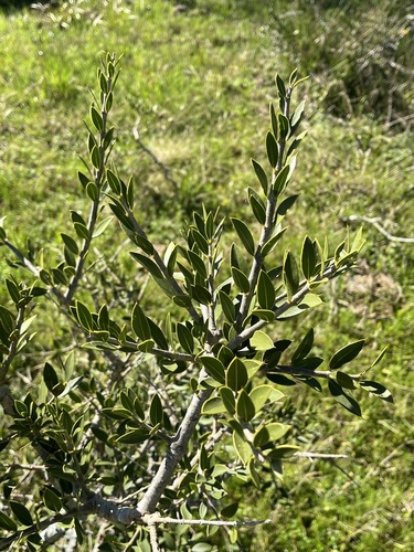 Common White Quebracho
