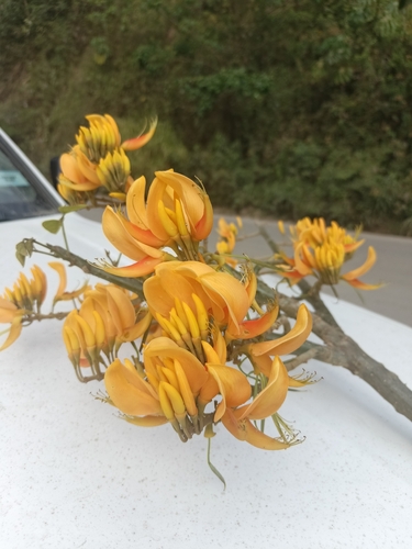 Erythrina poeppigiana, photograph 1