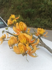 Erythrina poeppigiana