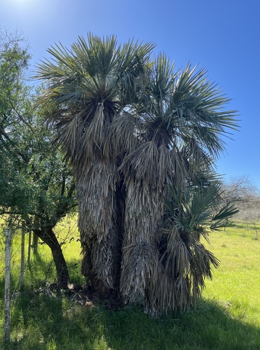 Trithrinax campestris