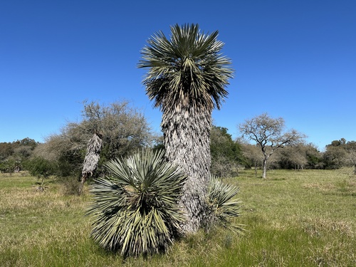 Trithrinax campestris, photograph 3
