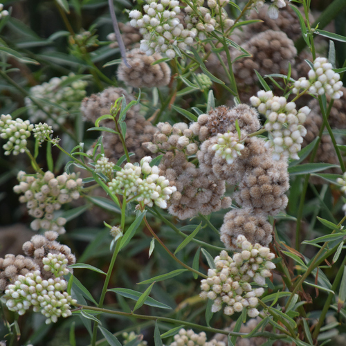 Baccharis glutinosa, photograph 6