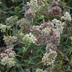 Baccharis glutinosa, photograph author not stated, no rights reserved