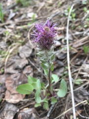 Veronica wyomingensis