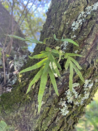 Pleopeltis pleopeltifolia