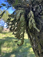 (c) Gastón Repetto, some rights reserved (CC BY) Pleopeltis pleopeltifolia, photograph (c) Gastón Repetto, some rights reserved (CC BY)