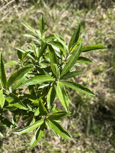 Baccharis punctulata, photograph 4