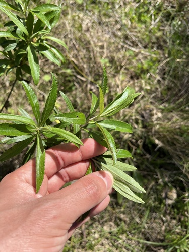 Baccharis punctulata, photograph 5