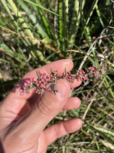 Discaria americana