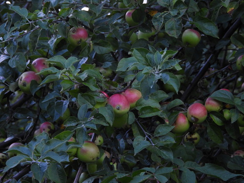 apple