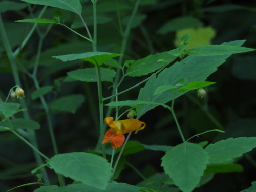 common jewelweed