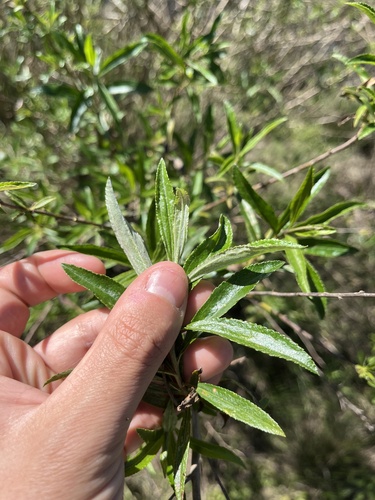 Baccharis punctulata