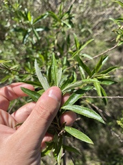Baccharis punctulata