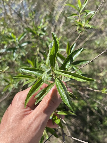 Baccharis punctulata, photograph 2
