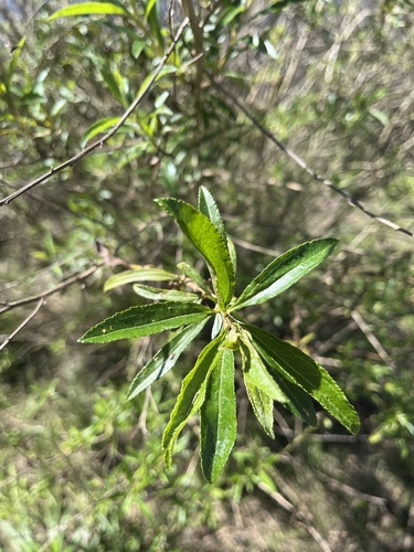 Baccharis punctulata, photograph 3