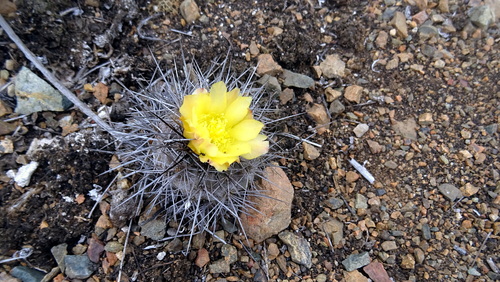 Copiapoa humilis