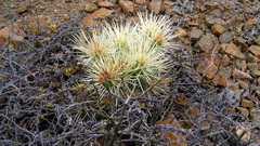Cylindropuntia tunicata