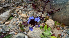 Plumbago caerulea