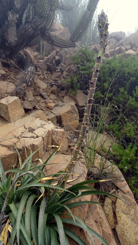 Puya boliviensis