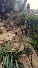 Puya boliviensis