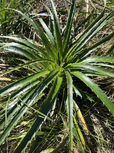 Eryngium horridum