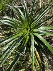 Eryngium horridum