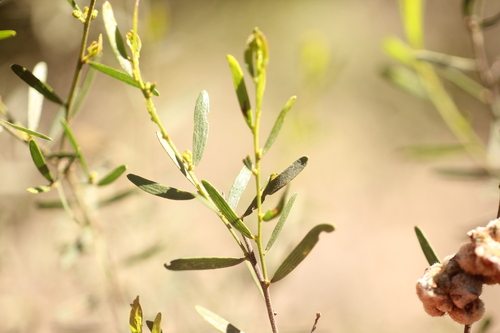 Acacia montana observed 2026-08-30