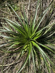 Eryngium horridum, photograph (c) Gastón Repetto, some rights reserved (CC BY)