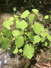 Impatiens capensis