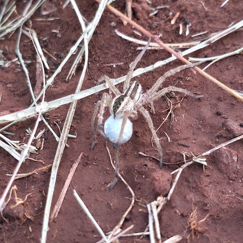 Rabid Wolf Spider