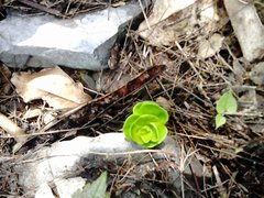 Sedum rhodocarpum