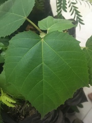 Dombeya wallichii