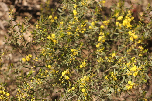 Acacia montana observed 2026-08-30