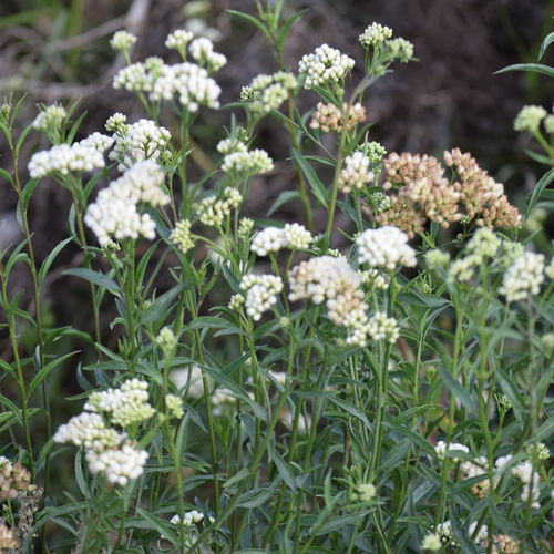 Baccharis glutinosa, photograph 5