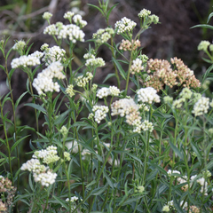 author not stated, no rights reserved Baccharis glutinosa, photograph author not stated, no rights reserved