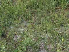 Pityopsis aspera, photograph (c) carter, some rights reserved (CC BY)