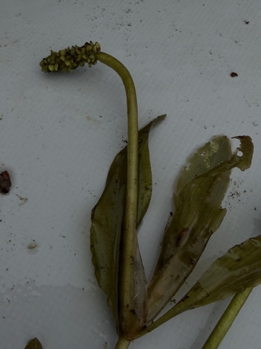 Potamogeton alpinus, photograph 5