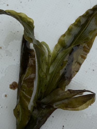 Potamogeton alpinus, photograph 6