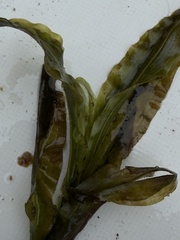 Potamogeton alpinus, photograph (c) Ewan Shilland, some rights reserved (CC BY)