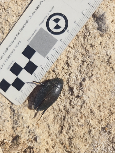 Giant Water Scavenger Beetle