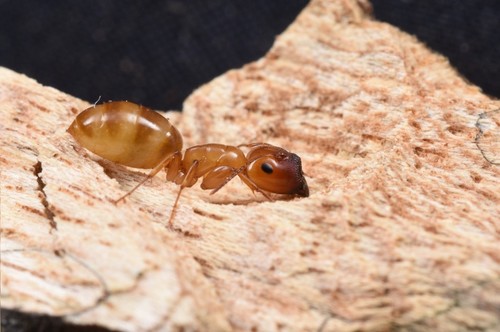 大头平头蚁Colobopsis macrocephala