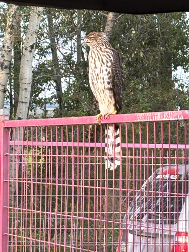 Cooper's Hawk