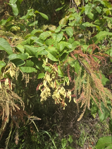 Brunnichia ovata, photograph 3