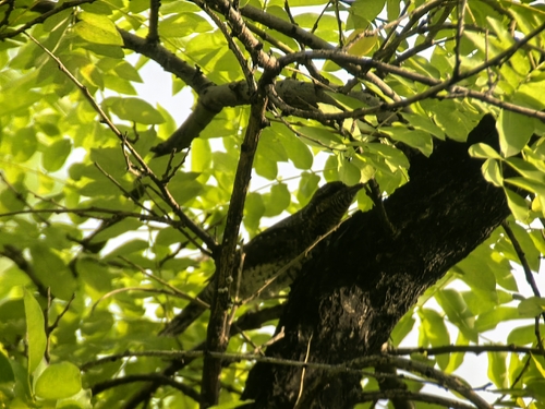 Eurasian Wryneck