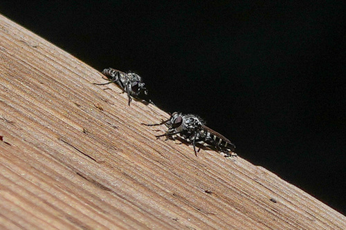 iNaturalist observation photo of Eucyrtopogon