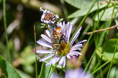 iNaturalist observation photo of Protodejeania