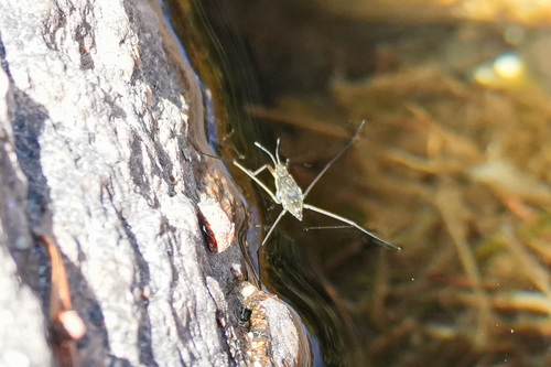 iNaturalist observation photo of North American Common Water Strider