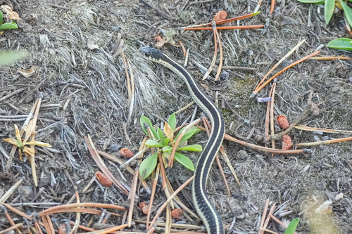 iNaturalist observation photo of Western Terrestrial Garter Snake