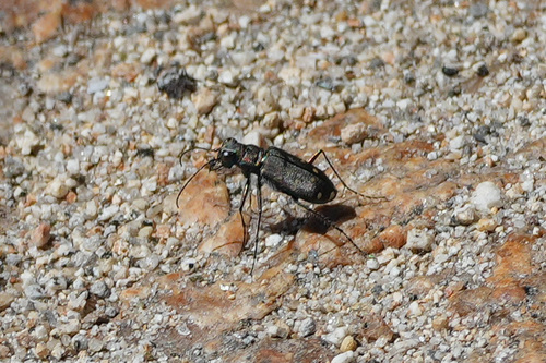 iNaturalist observation photo of Western Tiger Beetle